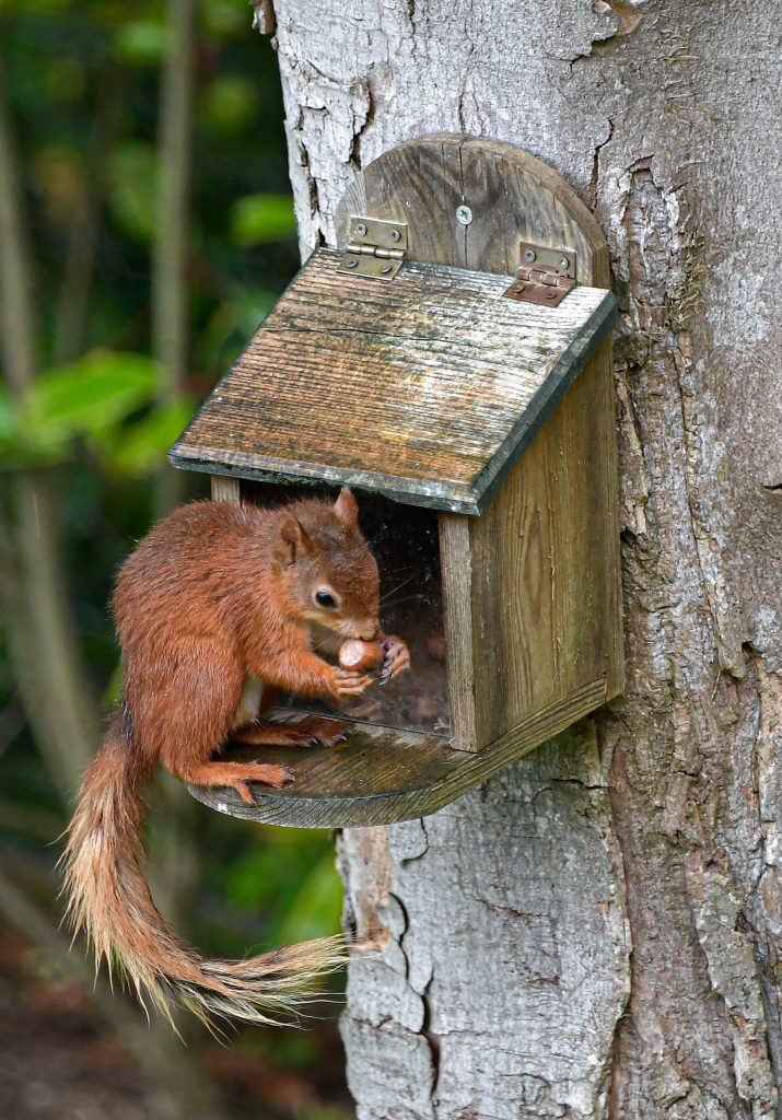 Martlets B&B, Shanklin, Isle of Wight - Red Squirrels
